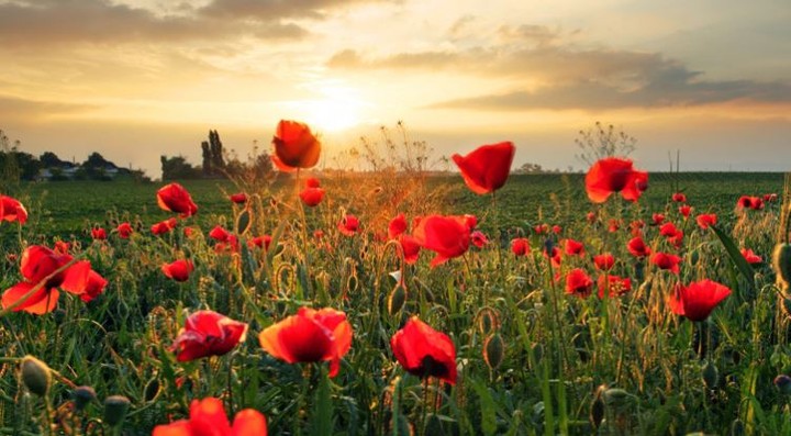 1717536633_We-will-be-honouring-all-those-who-sacrificed-their-lives.jpg