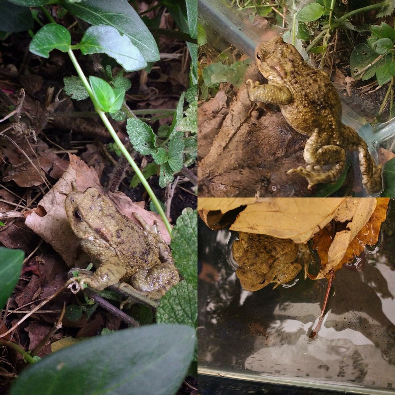 1717576834_Perfectly-timed-for-Year-2s-Science-work-about-animal-habitats-1280x1280.jpg