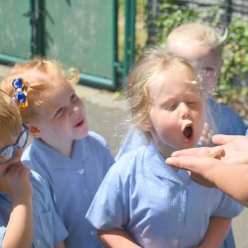 1717586435_Nursery-children-released-their-butterflies-yesterday-flyaway-stmichaelsschool.jpg